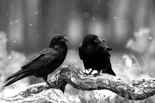 A picture of two ravens sitting on a branch
