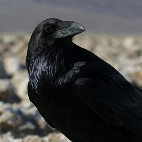 The Raven Queen